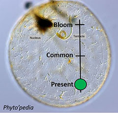 Noctiluca Gauge