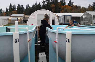 Solsea & Manchester Hatchery