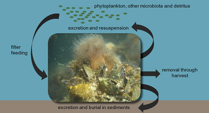 Shellfish and Nutrient Mitigation