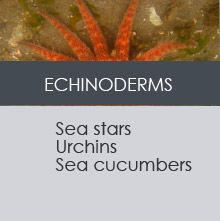 ECHINODERMS