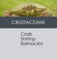 CRUSTACEANS