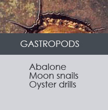 GASTROPODS