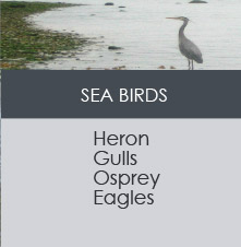 SEA BIRDS