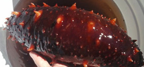 Sea Cucumber