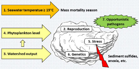 MOREST model