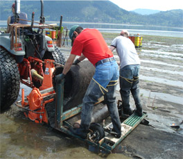 Shellfish Production Photo