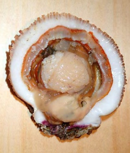 Open Scallop