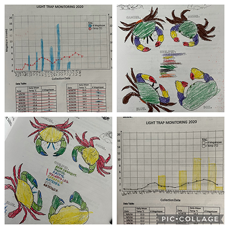 Tiny Crabs, Big Impacts Curriculum Student Work