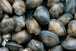 Shellfish Image