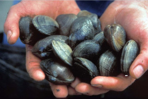 Hands holding clams