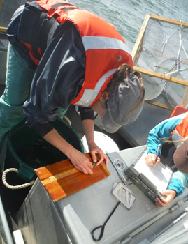 Fish Measuring