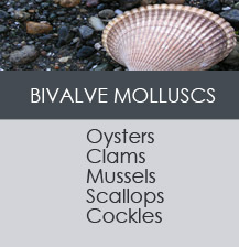 BIVALVE MOLLUSCS