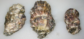 Pacific Oyster Mortality