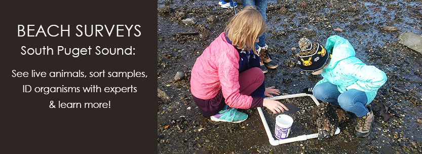 Beach Surveys South Puget Sound