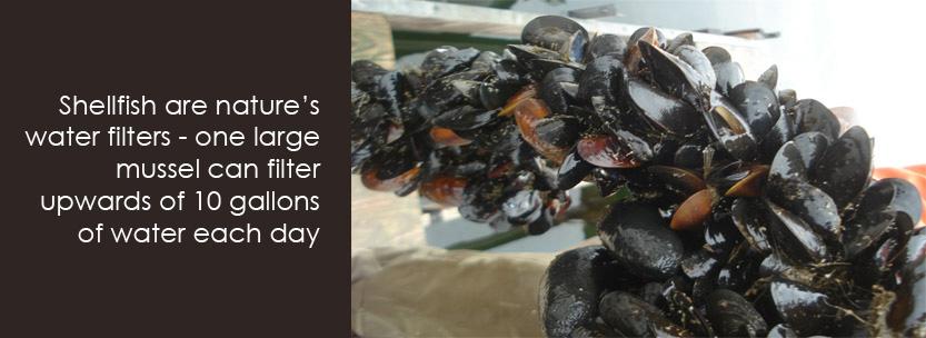 Shellfish are nature's water filters--one large mussel can filter upwards of 10 gallons of water each day