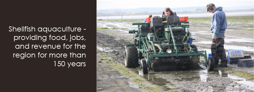 Shellfish Aquaculture - Providing Food, Jobs and Revenue for the Region for the Past 150 years