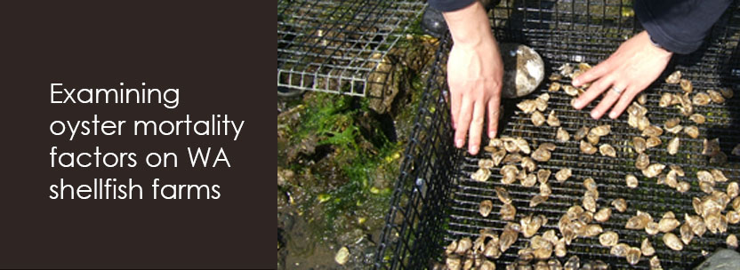 Examing oyster mortality factors on WA shellfish farms