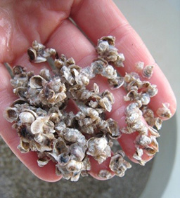 Oyster Seed 